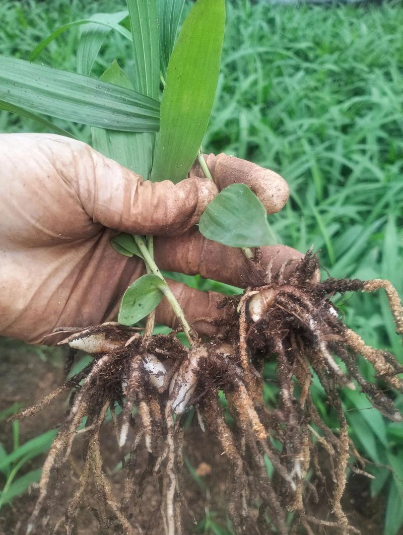 白芨有种子吗?揭开兰科植物繁殖的秘密 为什么白芨种子发芽那么难?