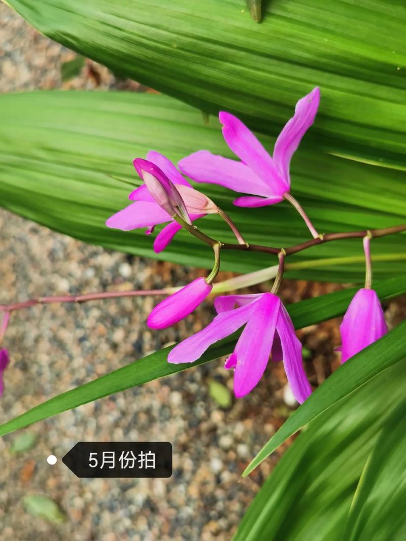 白芨有种子吗?揭开兰科植物繁殖的秘密 种子繁殖的唯一用途:育种