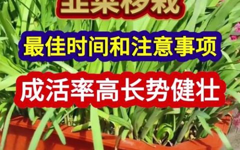移栽玉米苗最佳时期与方法：提高成活率的7步实操指南