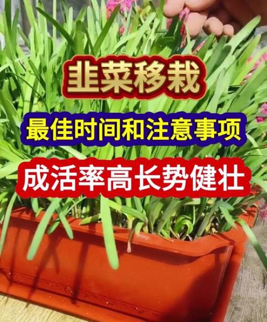 移栽玉米苗最佳时期与方法：提高成活率的7步实操指南