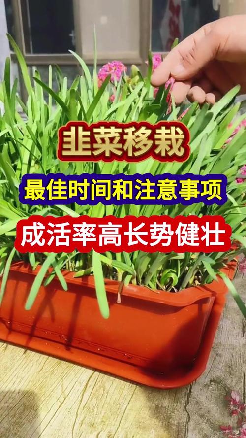 移栽玉米苗最佳时期与方法:提高成活率的7步实操指南 1. 适宜时间规划