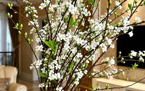 雪柳花可以放家里养吗？从养护角度全面解析