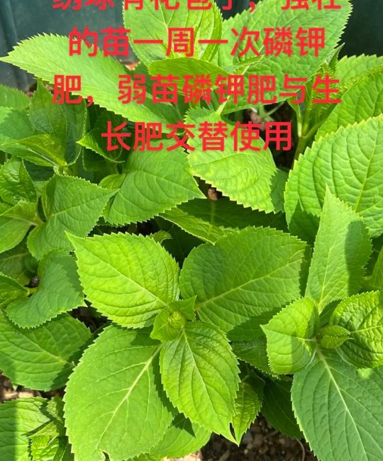 臭绣球花怎么养才会开花？从光照、施肥到修剪，这份爆花指南请收好