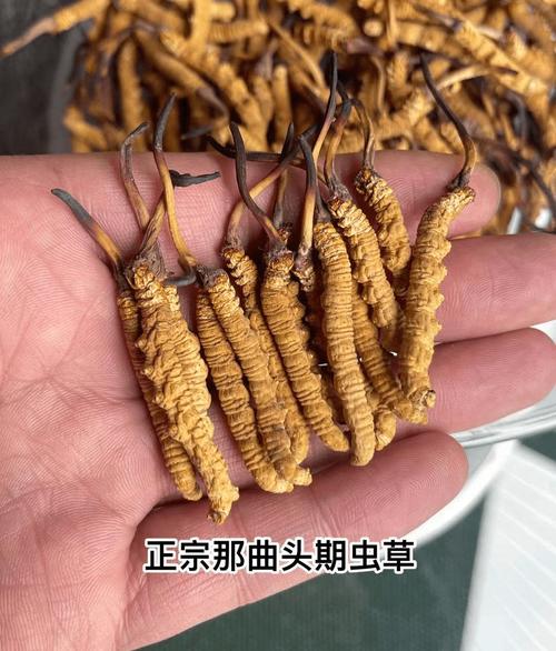 冬虫夏草的价格在多少?2025年市场参考区间与影响因素解析 影响因素一:规格与品相决定基础价位