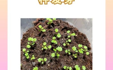 草莓苗什么时候移栽最合适？超详细移栽指南