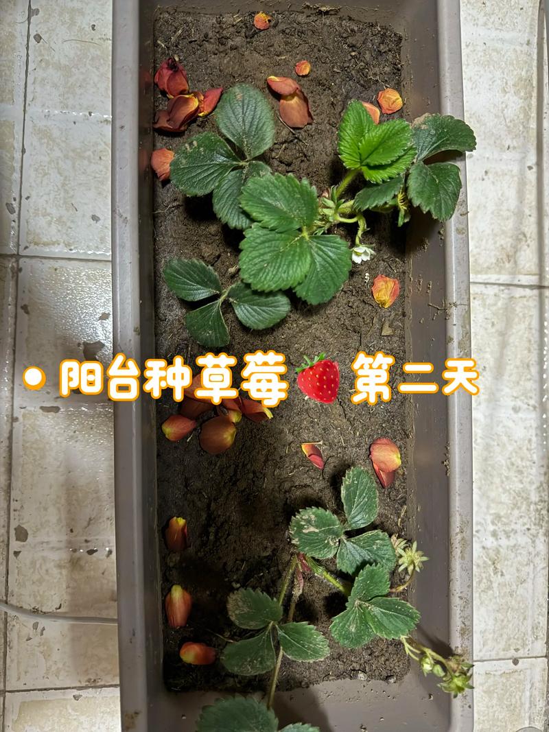 草莓苗什么时候移栽最合适?超详细移栽指南 二、土壤环境