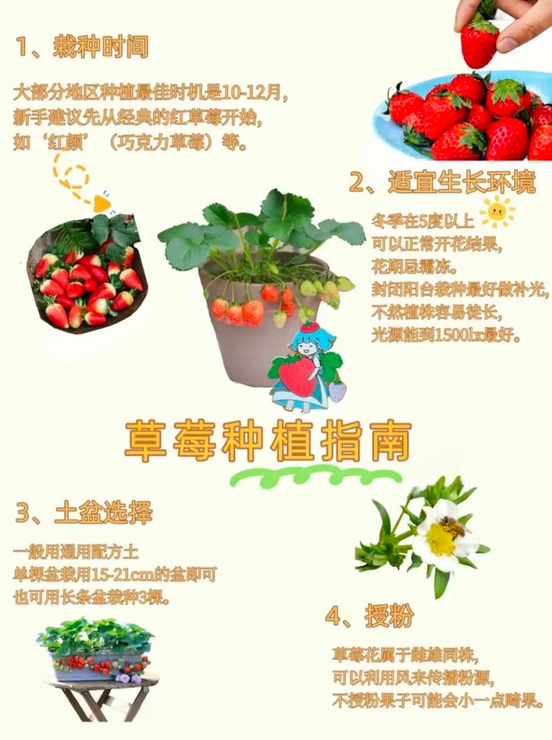 草莓苗什么时候移栽最合适?超详细移栽指南 五、浇定根水