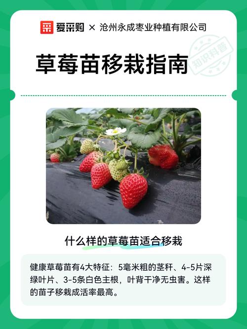 草莓苗什么时候移栽最合适?超详细移栽指南 四、栽植深度