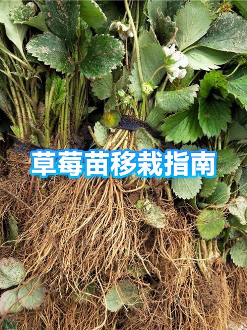 草莓苗什么时候移栽最合适?超详细移栽指南 七、成活注意事项