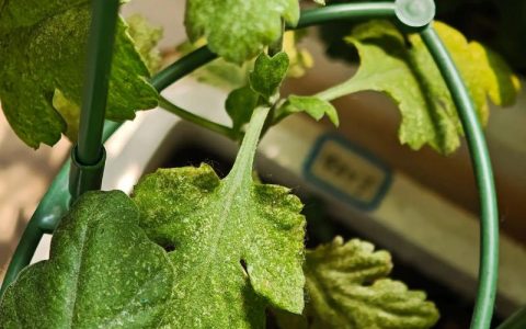 菊花叶片周围出现小裂口？原因与补救全攻略