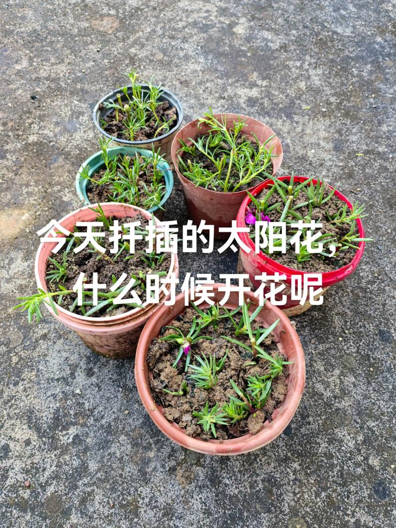 扦插太阳花要浇水吗?一文读懂太阳花扦插正确浇水方法 三、扦插全流程操作步骤(附关键节点)
