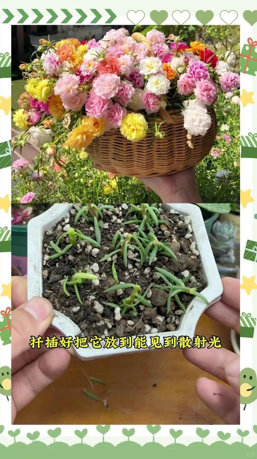 扦插太阳花要浇水吗?一文读懂太阳花扦插正确浇水方法 五、品种差异提醒