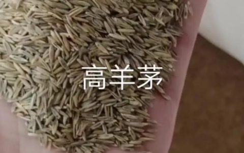 草坪种子一斤多少钱？2025年高羊茅种子价格及影响因素详解
