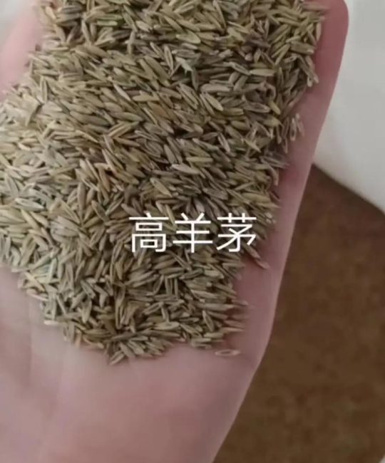 草坪种子一斤多少钱？2025年高羊茅种子价格及影响因素详解