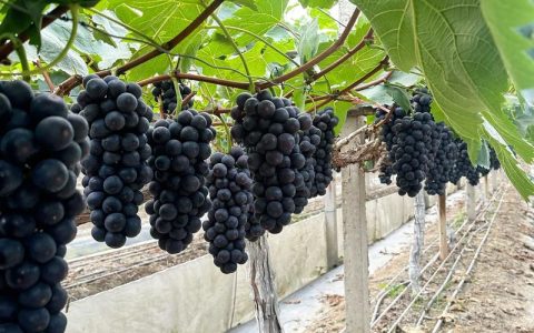 夏黑葡萄保花保果核心操作指南：花前控梢与花后补肥是关键