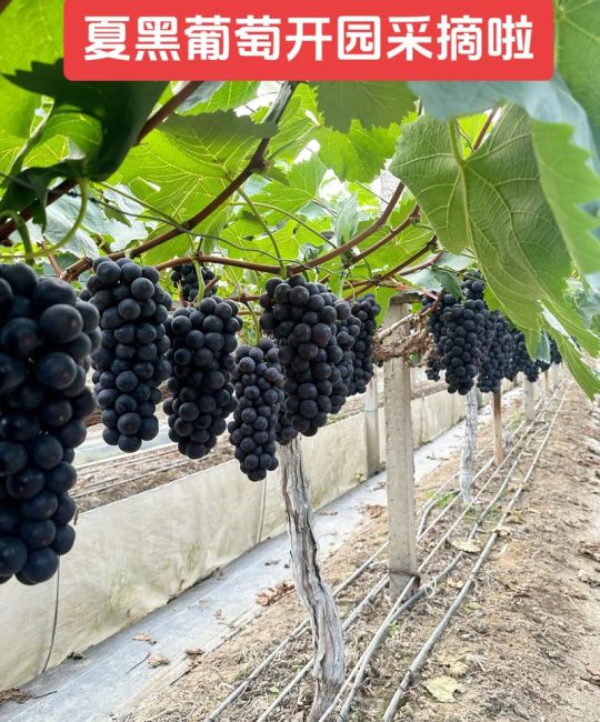 夏黑葡萄保花保果核心操作指南：花前控梢与花后补肥是关键