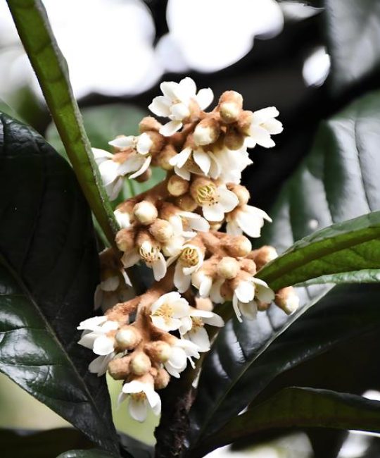 枇杷树一年开几次花？详解双花期管理、促花技巧与结果规律