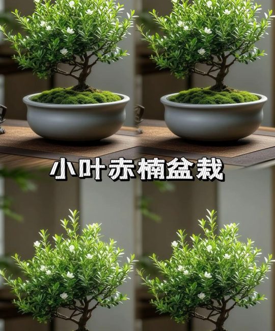 小叶赤楠种植技术指南：它与金丝楠木不是同一种植物