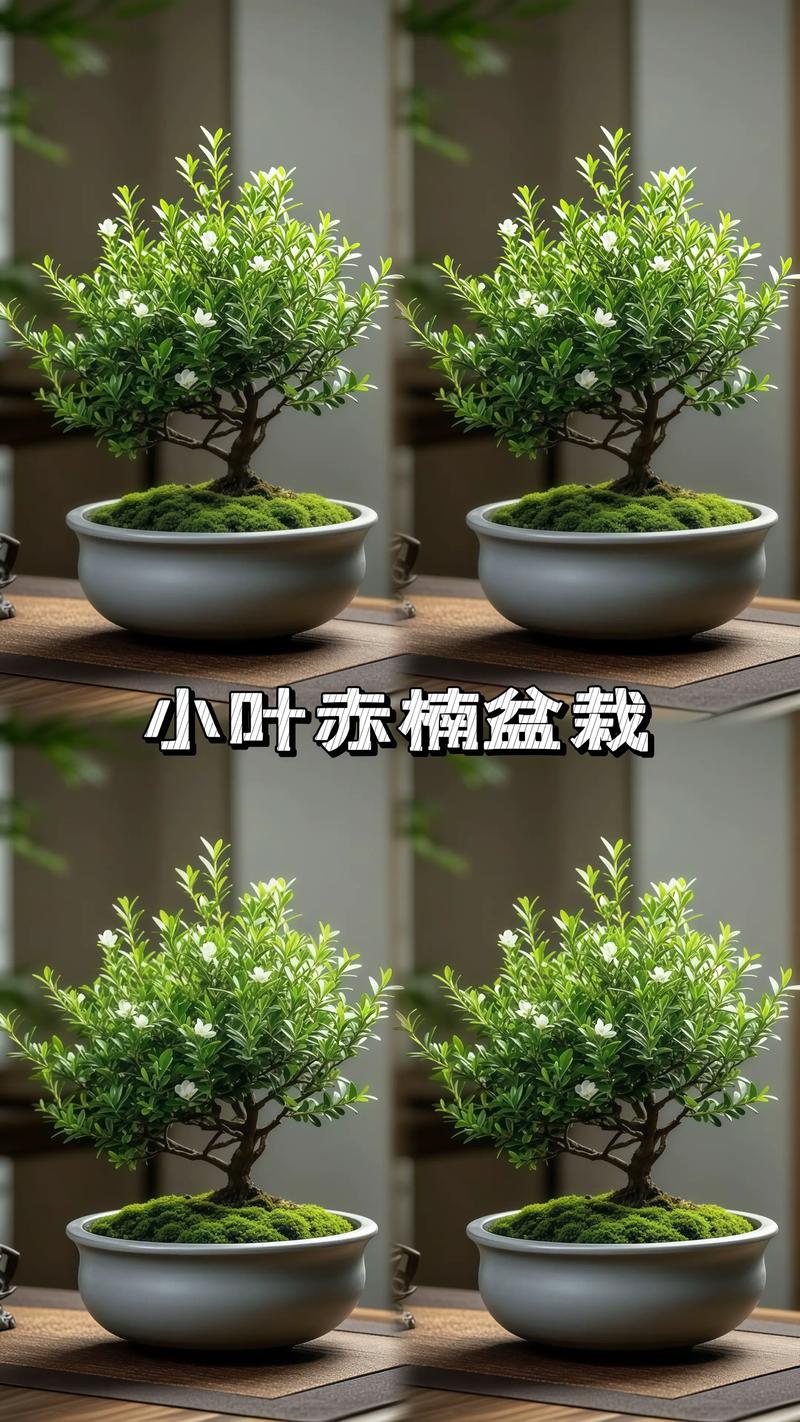 小叶赤楠种植技术指南:它与金丝楠木不是同一种植物 小叶赤楠种植技术指南:它与金丝楠木不是同一种植物