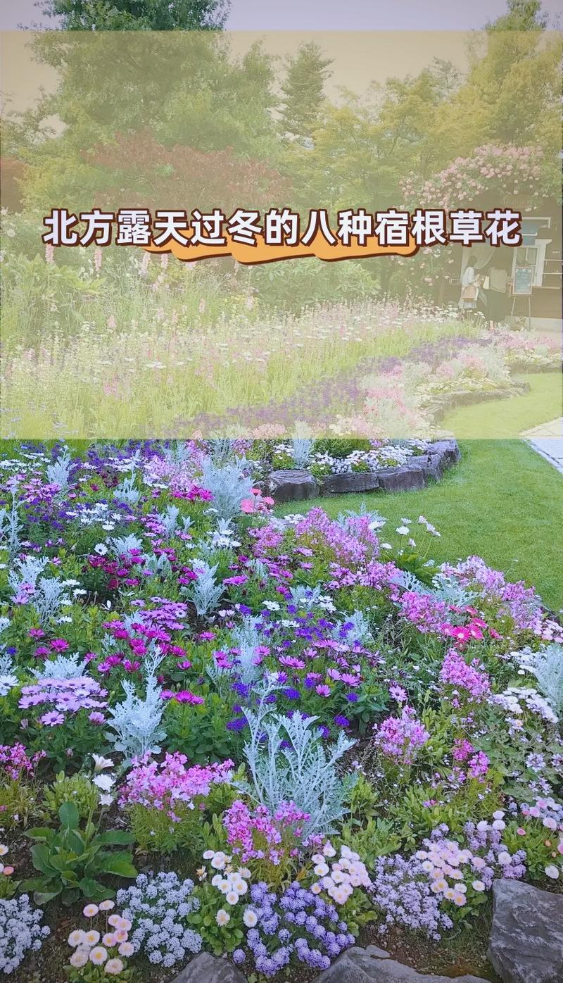 东北室外适合种什么植物?耐寒品种推荐与种植指南 六、推荐种植组合方案