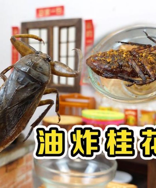 金蝉（桂花蝉）多少钱一只？批发零售价格及影响因素分析