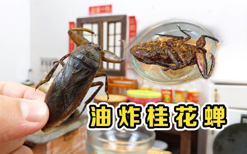金蝉(桂花蝉)多少钱一只?批发零售价格及影响因素分析 金蝉(桂花蝉)多少钱一只?批发零售价格及影响因素分析