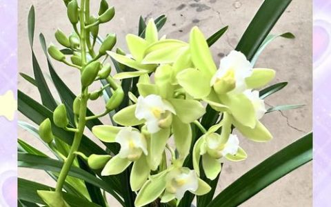蕙兰怎么养能开花？掌握六个养护要点，年年复花并不难