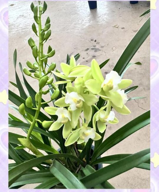 蕙兰怎么养能开花？掌握六个养护要点，年年复花并不难