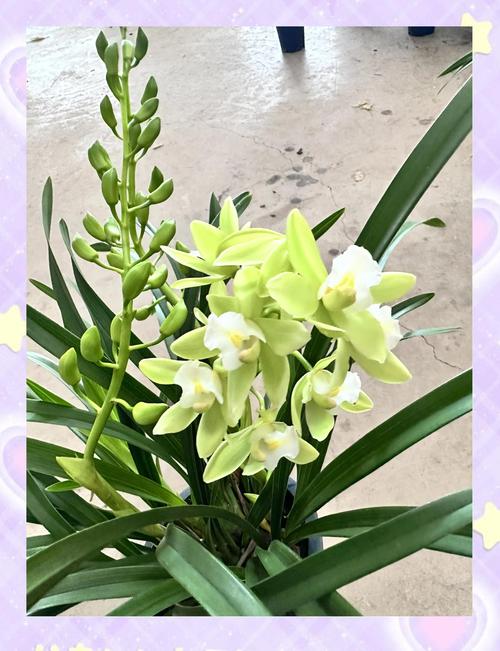 蕙兰怎么养能开花?掌握六个养护要点,年年复花并不难 蕙兰怎么养能开花?掌握六个养护要点,年年复花并不难