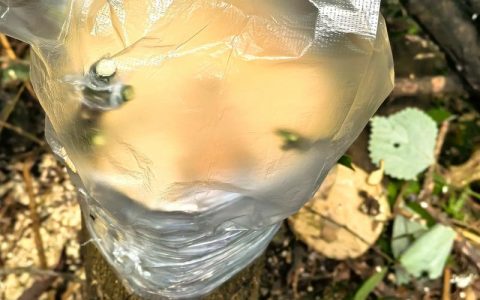 橙子树嫁接柚子：可行但需选对砧木与接穗组合