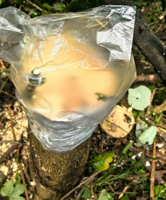 橙子树嫁接柚子：可行但需选对砧木与接穗组合