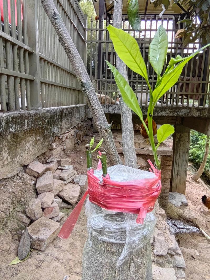 橙子树嫁接柚子:可行但需选对砧木与接穗组合 三、砧木与接穗的质量标准(一看砧木、二看接穗、三看苗龄)
