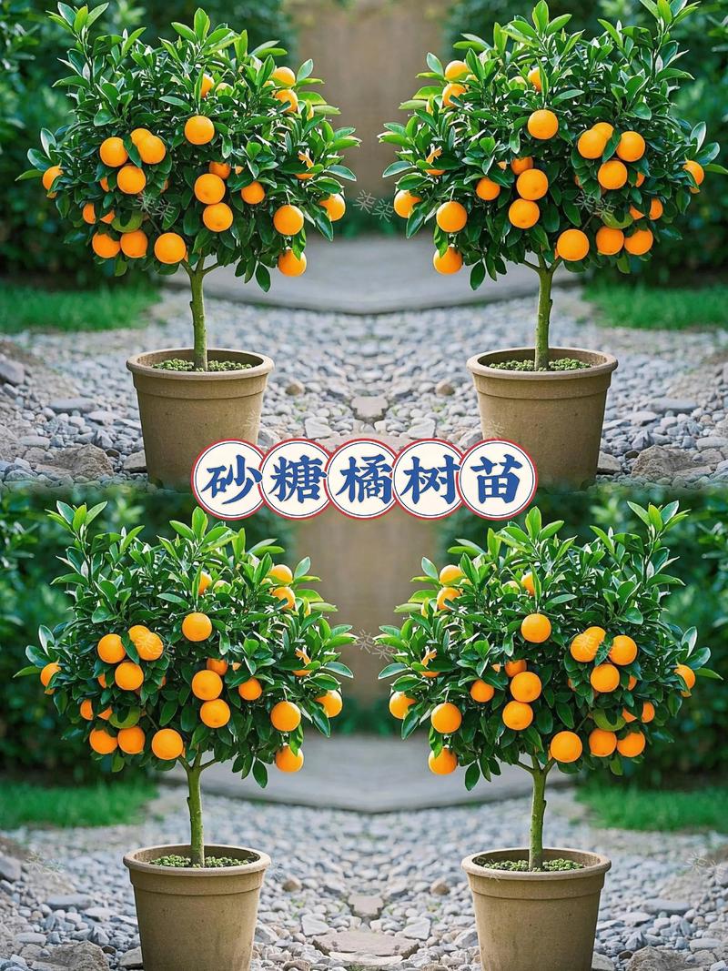 橙子树嫁接柚子:可行但需选对砧木与接穗组合 四、嫁接后环境控制参数