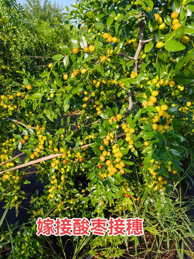 橙子树嫁接柚子:可行但需选对砧木与接穗组合 五、常见失败原因与纠正方案