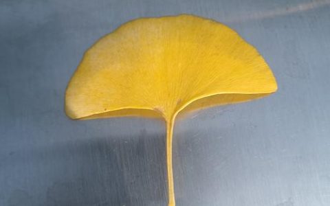 银杏树叶识别指南：扇形叶片的特征、变色时间与园艺应用