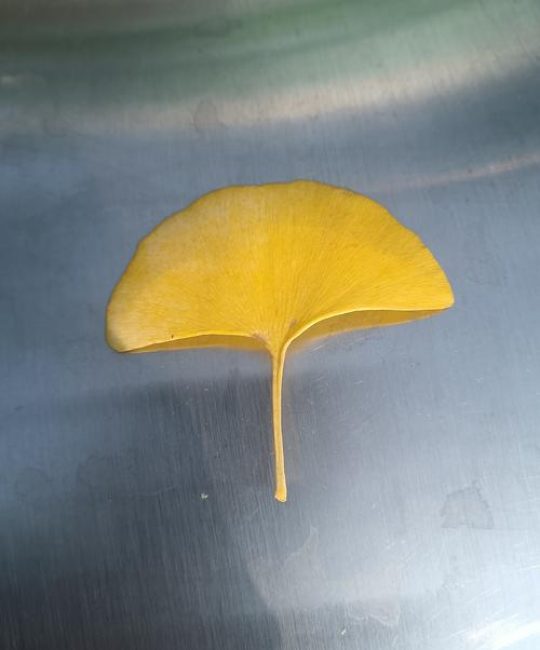 银杏树叶识别指南：扇形叶片的特征、变色时间与园艺应用