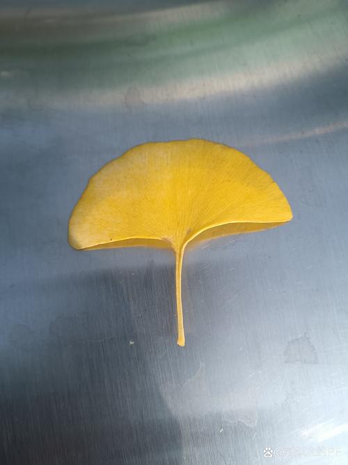 银杏树叶识别指南:扇形叶片的特征、变色时间与园艺应用 银杏叶的扇形结构是其最显著的特征