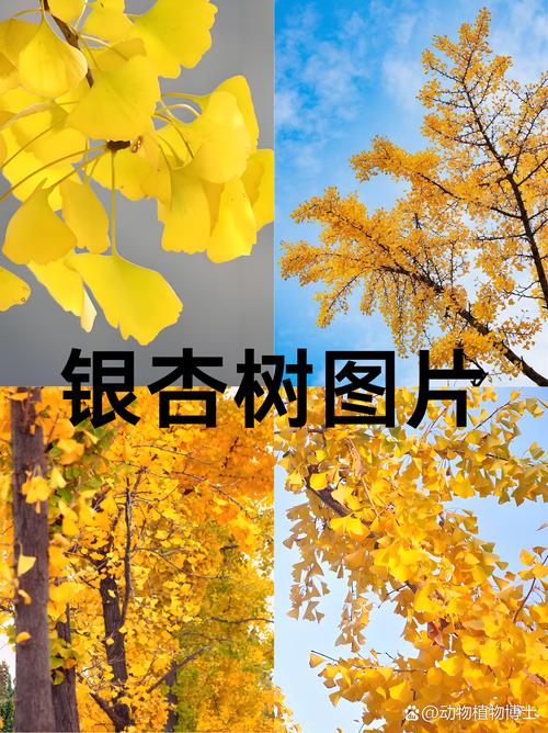 银杏树叶识别指南:扇形叶片的特征、变色时间与园艺应用 庭院与行道树应用中的叶片管理要点