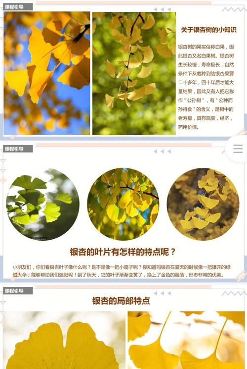 银杏树叶识别指南:扇形叶片的特征、变色时间与园艺应用 常见问题解答(FAQ)