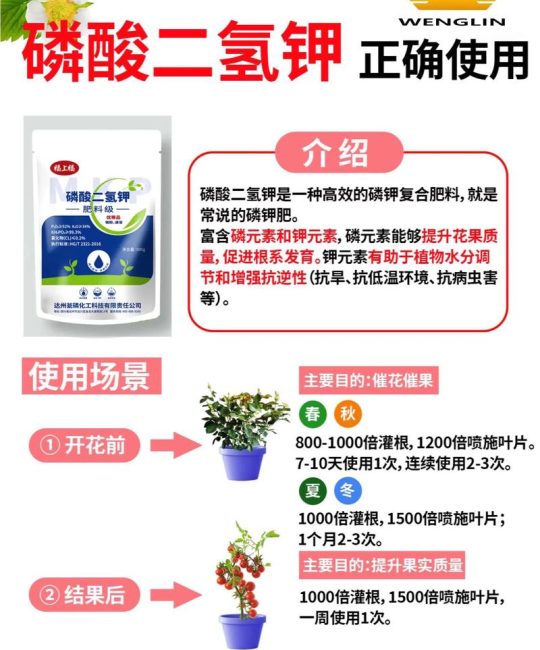 长寿花能用磷酸二氢钾吗？正确使用技巧与注意事项