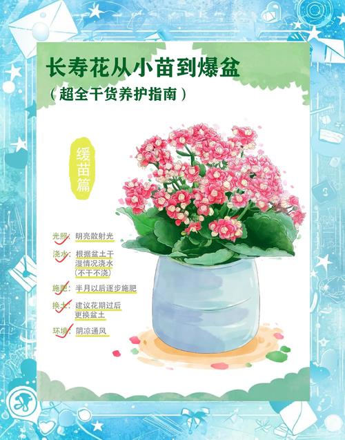 长寿花能用磷酸二氢钾吗?正确使用技巧与注意事项 四、总结