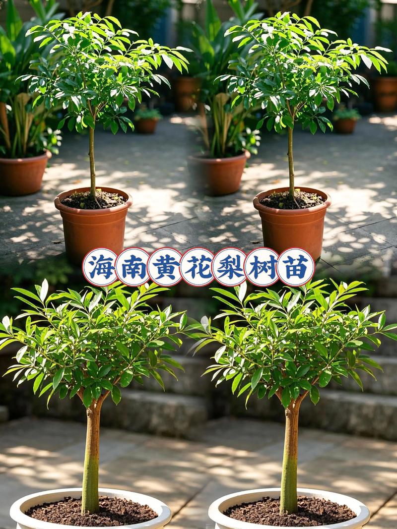 庭院景观树对比:缅甸花梨木与阔叶黄檀木,哪种更适合你的花园? 四、木材价值与长期考量