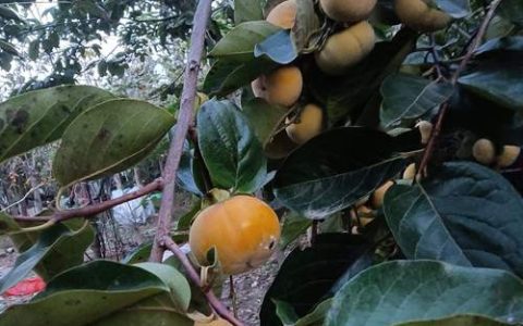 柿子树几月栽种最好？2026年最佳种植时间与全流程技术指南