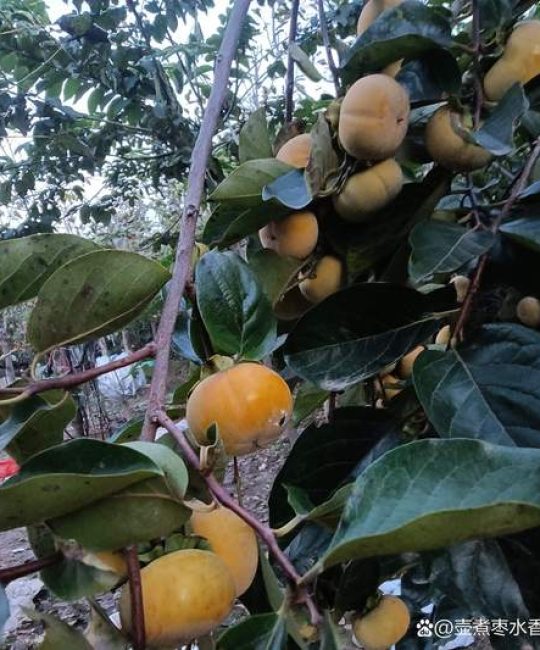 柿子树几月栽种最好？2026年最佳种植时间与全流程技术指南