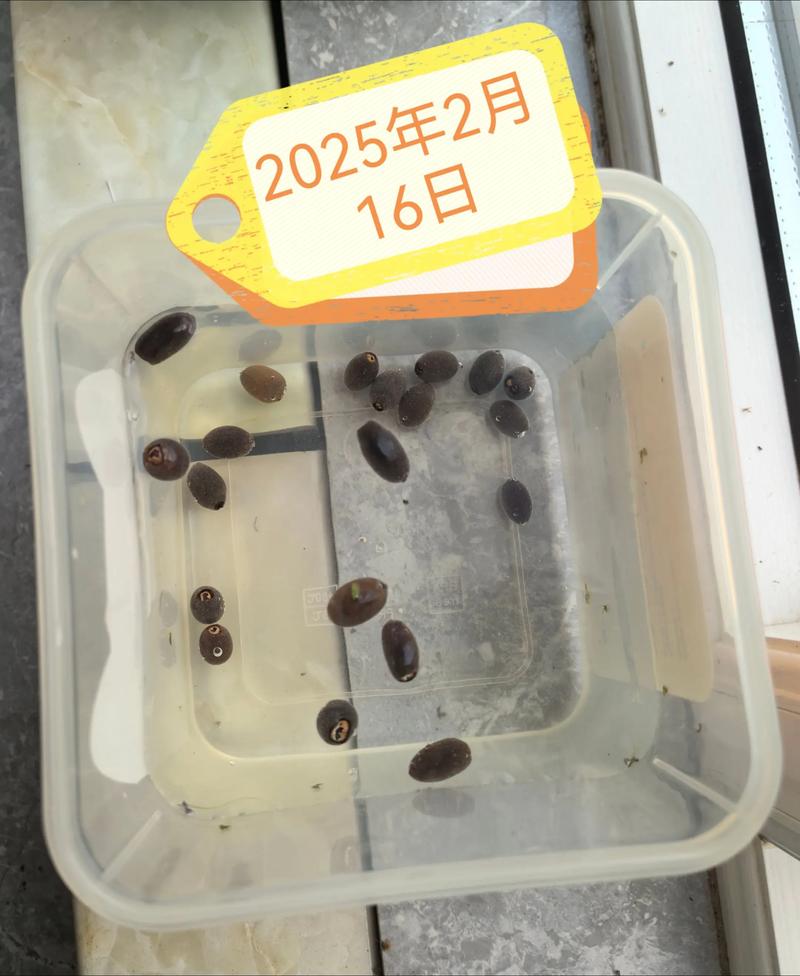 哪里能买到睡莲的种子?——从渠道筛选到品种鉴定的实操指南 品种真实性核查:从外观到来源的双重验证