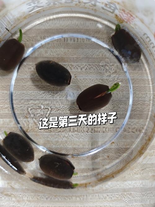哪里能买到睡莲的种子?——从渠道筛选到品种鉴定的实操指南 检疫要求与合法性审核