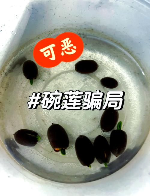 哪里能买到睡莲的种子?——从渠道筛选到品种鉴定的实操指南 运输包装与储存条件确认
