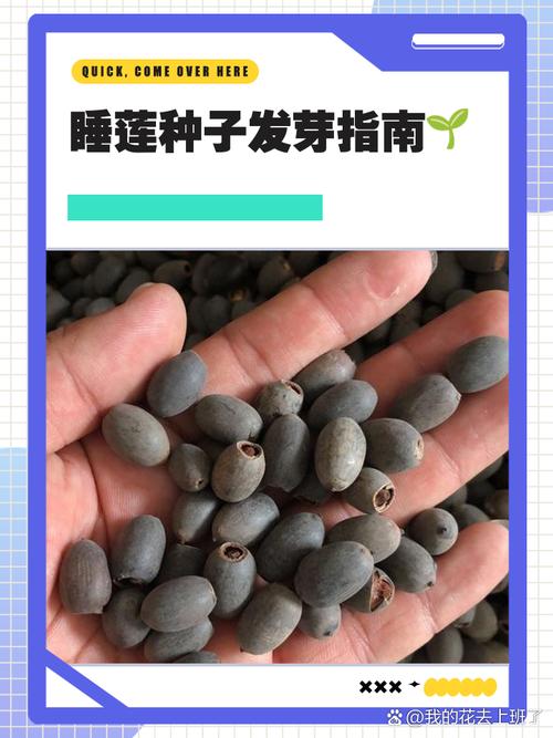 哪里能买到睡莲的种子?——从渠道筛选到品种鉴定的实操指南 总结