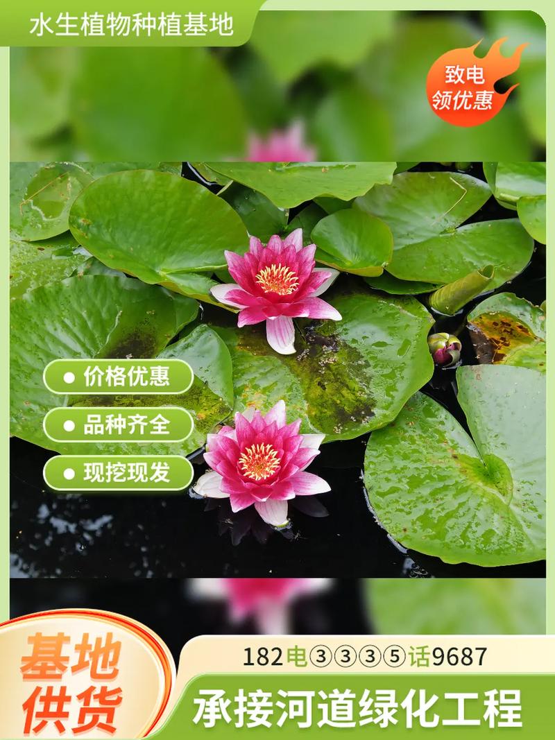 哪里能买到睡莲的种子?——从渠道筛选到品种鉴定的实操指南 常见错误与规避策略