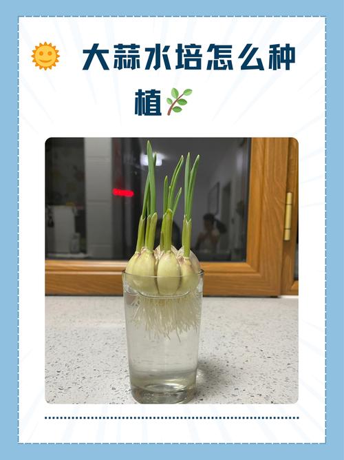 水培植物可以用有机肥吗?权威指南与操作步骤 水培植物可以用有机肥吗?权威指南与操作步骤